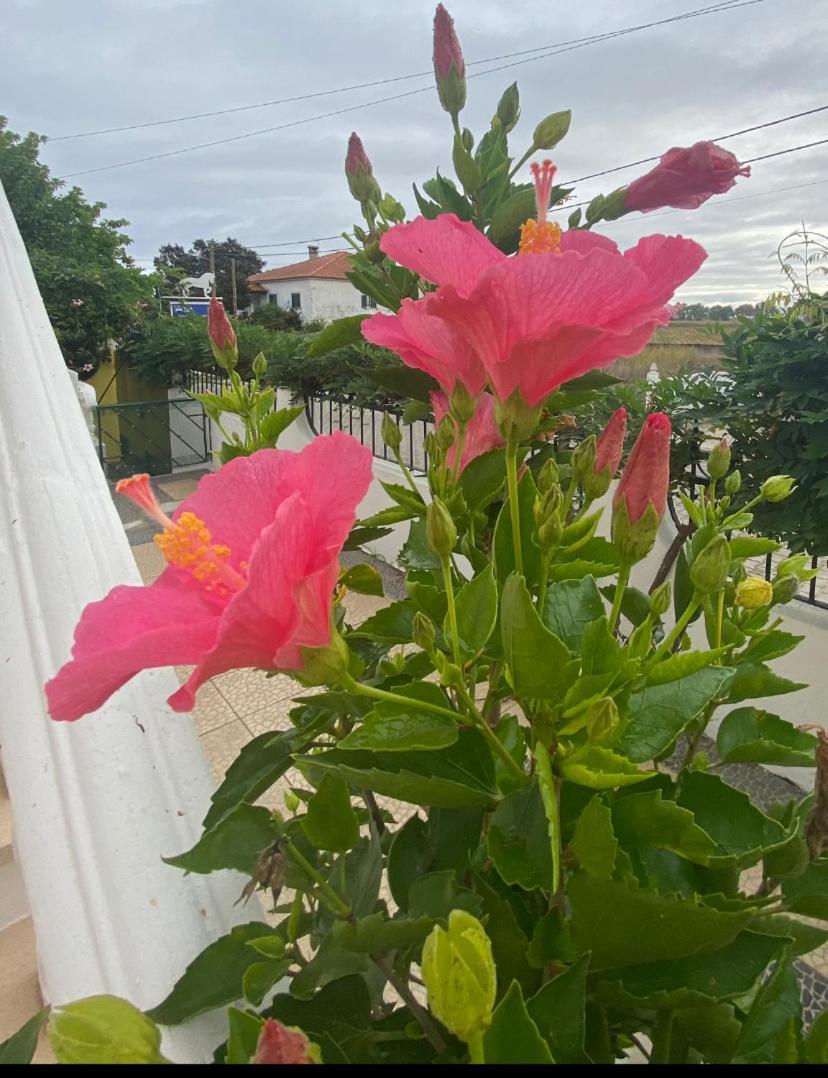 Affittacamere Casa de Azzancha Azinhaga Esterno foto